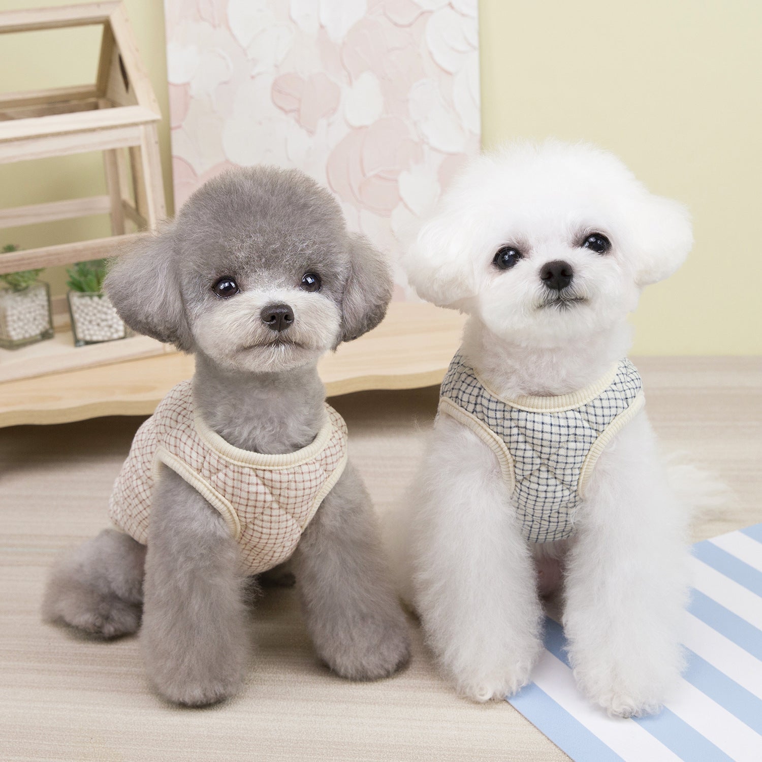 Bichon Frise Pet Clothes - beotariky
